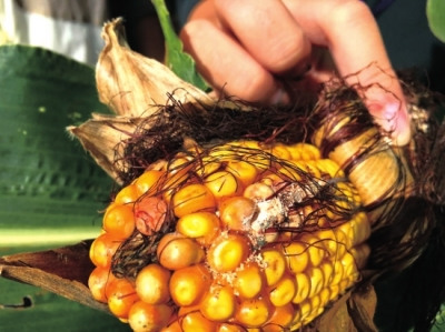 非转基因玉米果实附着害虫。